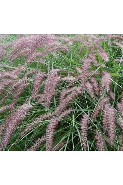 Рожево-пухнаста волоть крупним планом